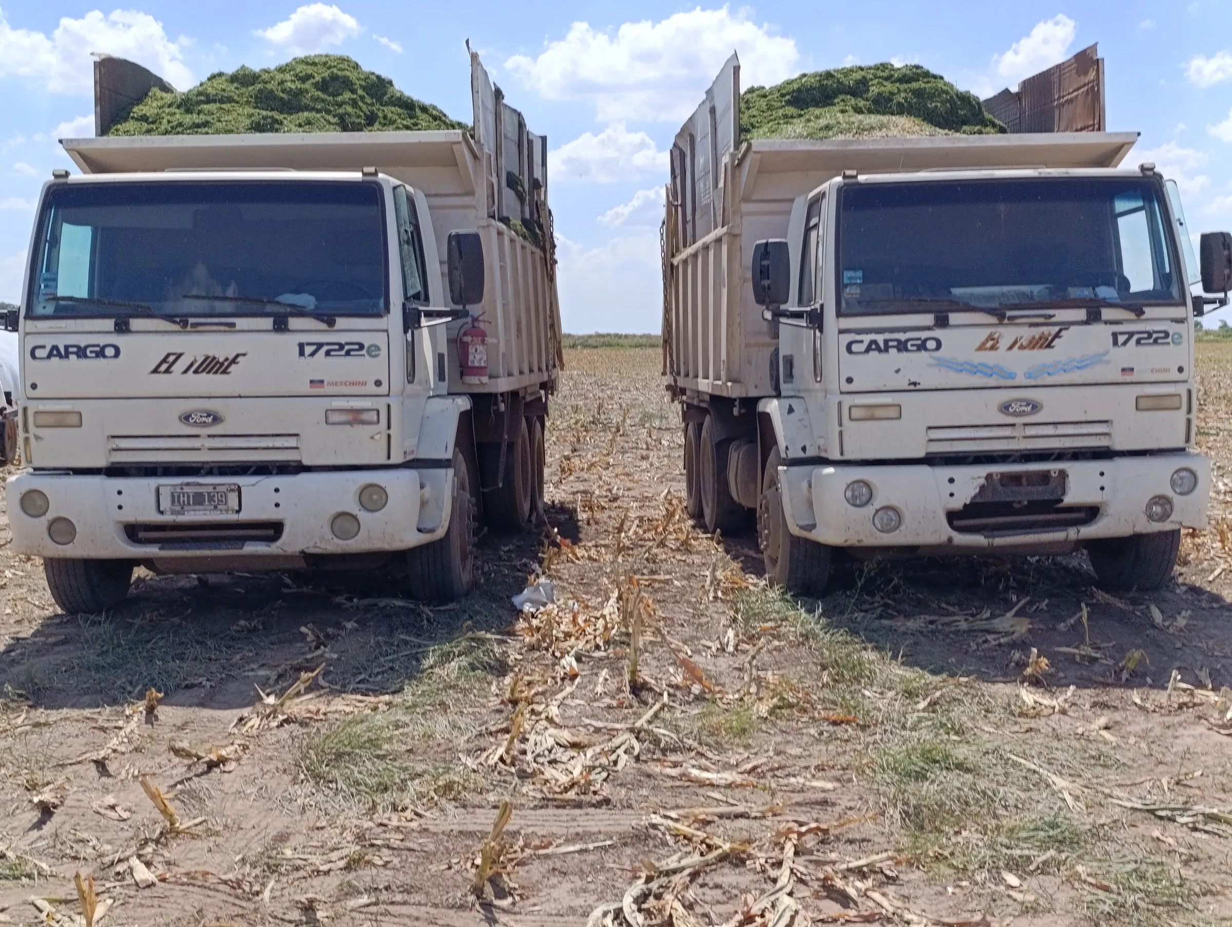 Dos camiones volcadores de El Ture cargados con forraje picado en un campo cosechado